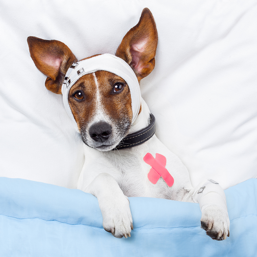 Pet First Aid | Off The Leash